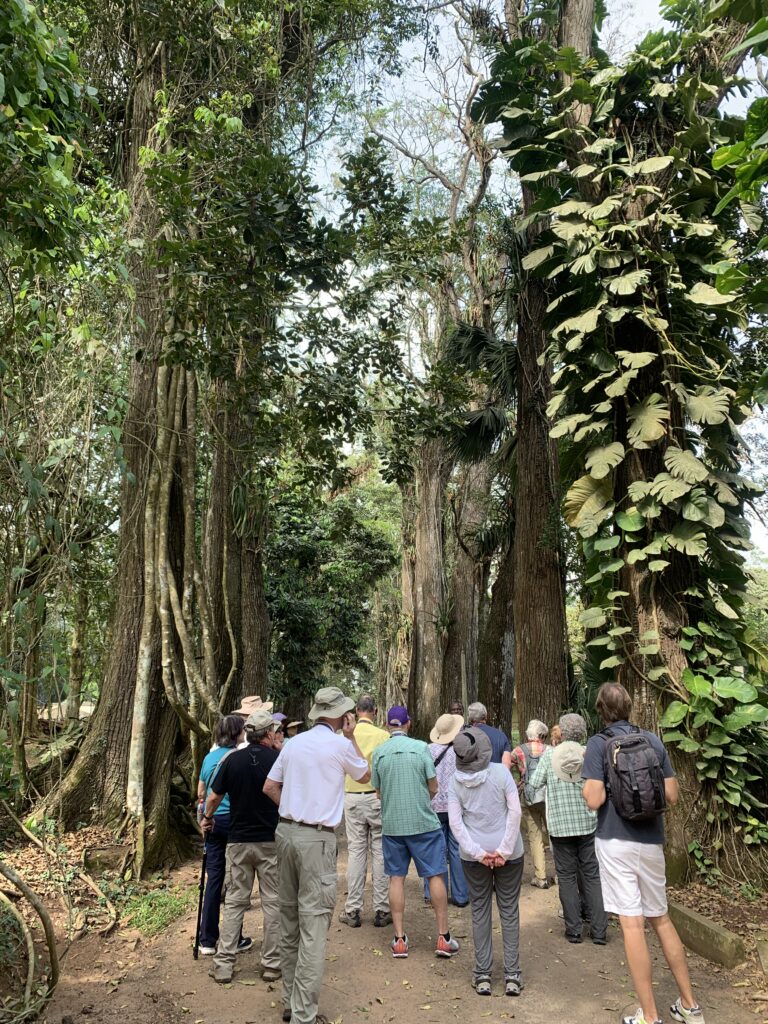 Groupe sous les grands arbres d'une forêt sacrée, Bénin